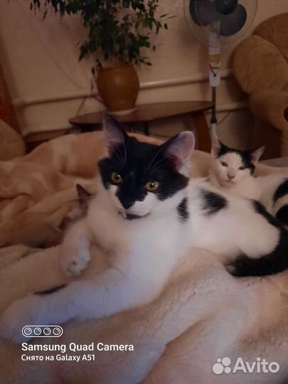 Лёлик. Котик в добрые руки