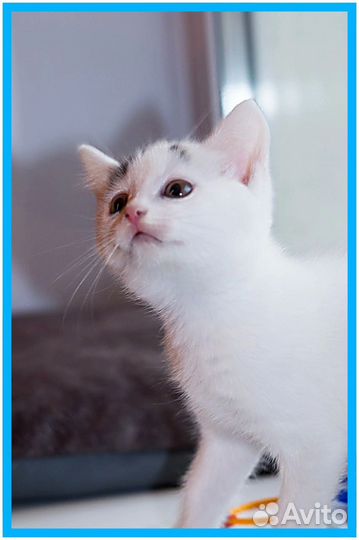 Котенок