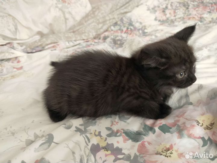 Кошка в дар бесплатно