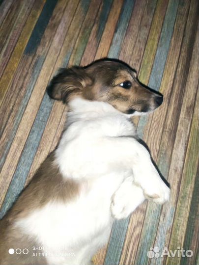 Маленькие дворняжки