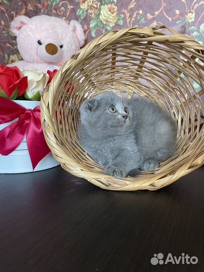 Шотландские котята