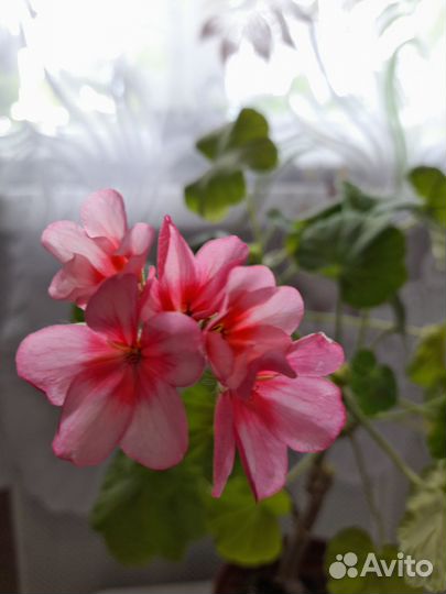 Герань розовая