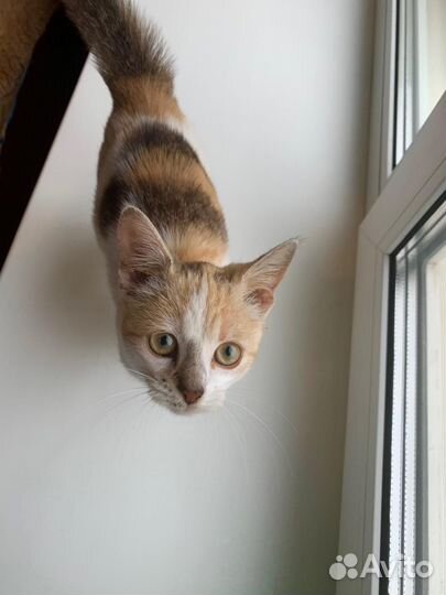 Котята бесплатно