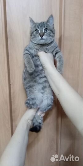 Кошечка