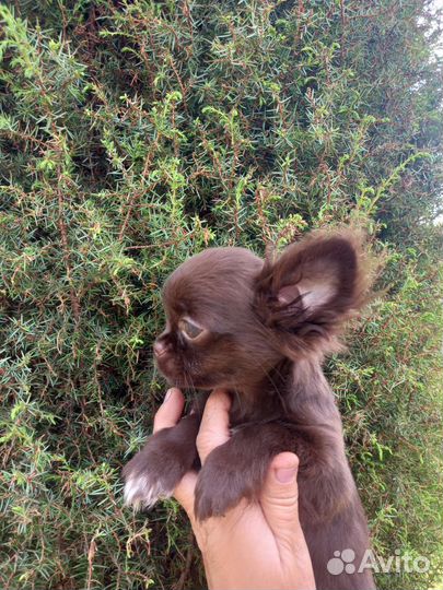 Чихуашечки