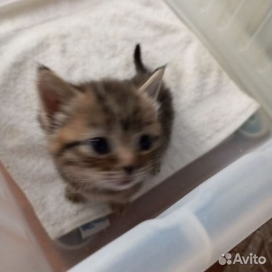 Шотландский котёнок