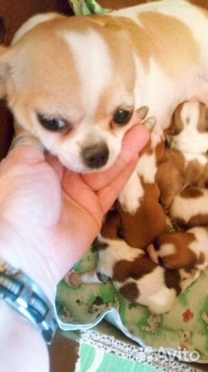 Чихуахуа мини