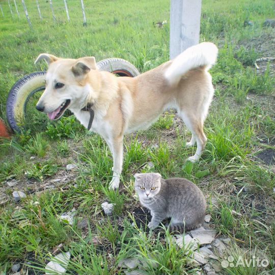 Собака - компаньон