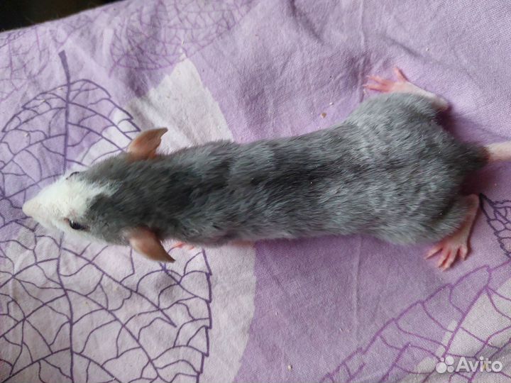 Крысы. Дамбо, Дабл-Рекс, Рекс, Сфинкс