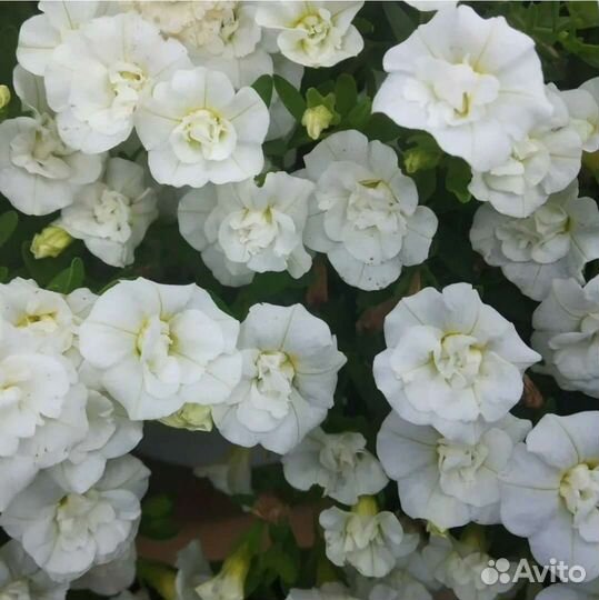 Калибрахоа