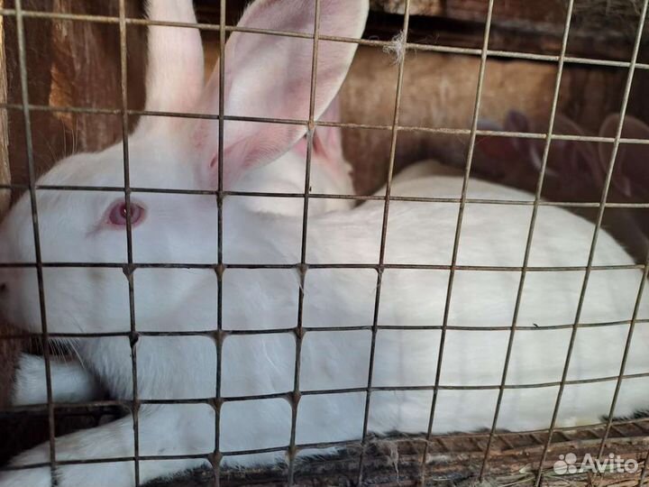 Белый панон