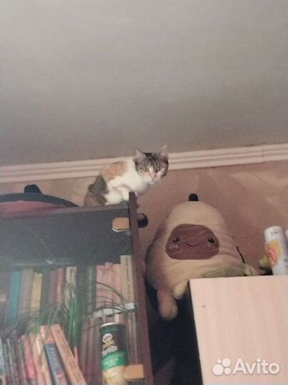 Кошки в добрые руки