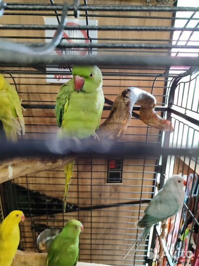 Попугай ожереловый малыши