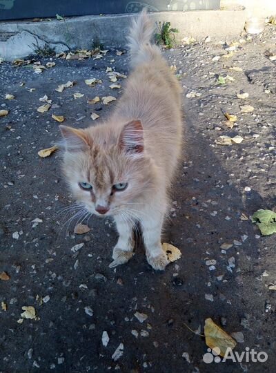 Кошечка в добрые руки
