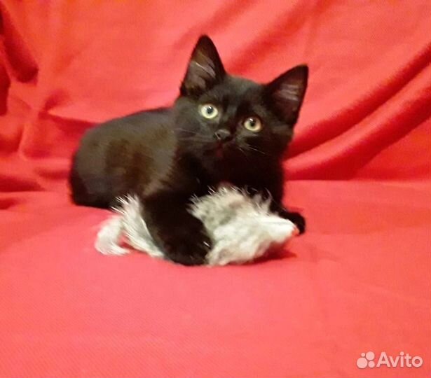 Котята - Черные Пантерчики в дар в добрые руки