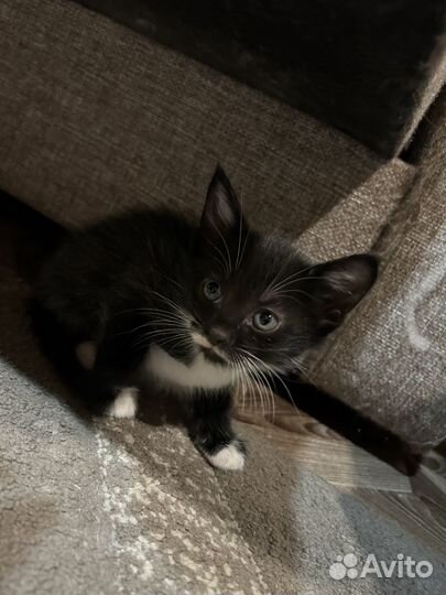 Милые котята в добрые руки