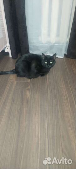 Кошка в дар