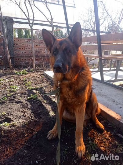 Немецкая овчарка