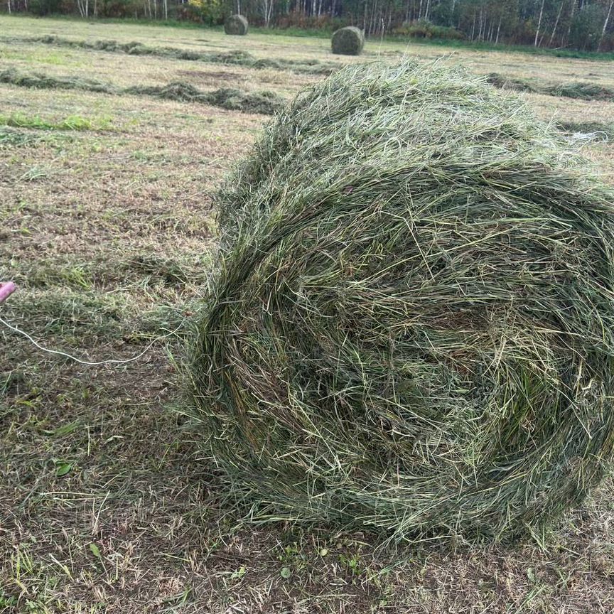 Сено костёр в рулонах