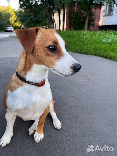 Щенки джек рассел терьер гладкошерстный