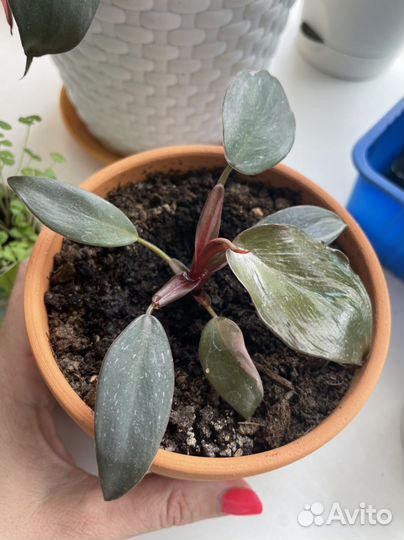 Филодендрон розовая принцесса