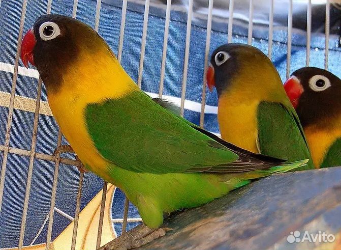 Масковый неразлучник