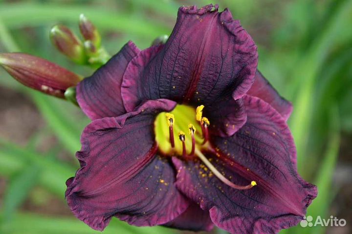 Лилейник гибридный Grape Velvet Саженцы, Рассада