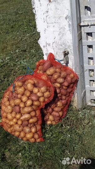 Картофель