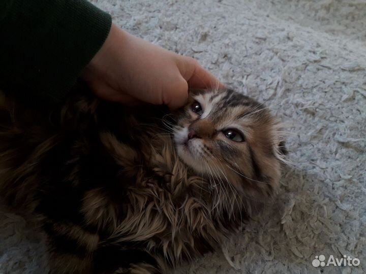 Шотландская вислоухая кошечка даромм