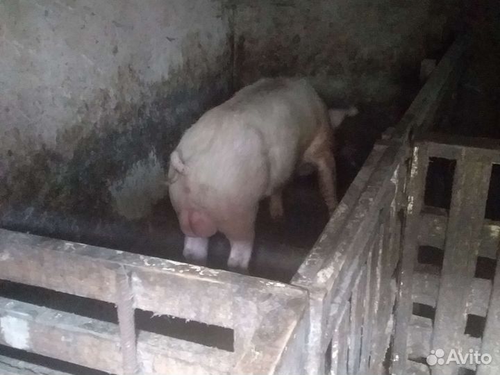 Хряк 1, 6 продам