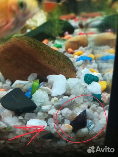 Мелании грунтовые улитки