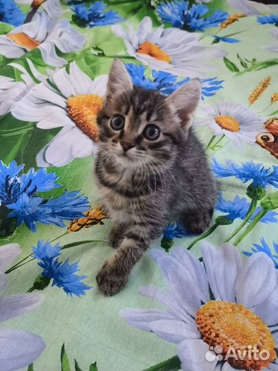 Отдам в добрые руки