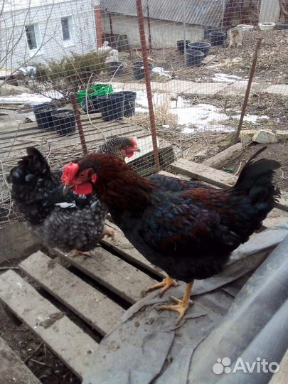 Молодые петухи с розой