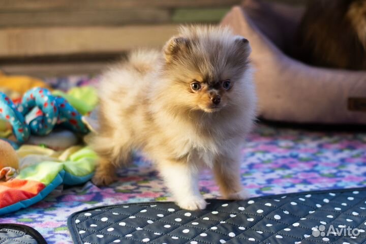 Померанский шпиц мальчик