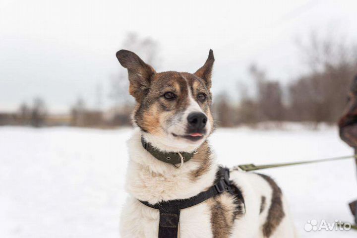 Благородный Рафаэль грустит в приюте без внимания