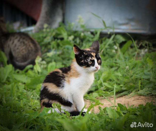 Милые котята в дар