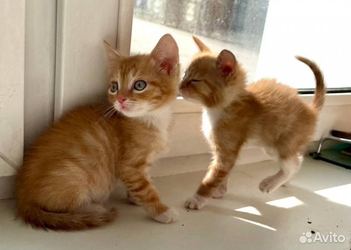 Кошки бесплатно