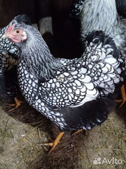 Инкубационное яйцо породных кур, индейки