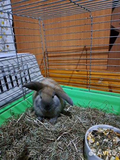 Декоративные карликовые кролики