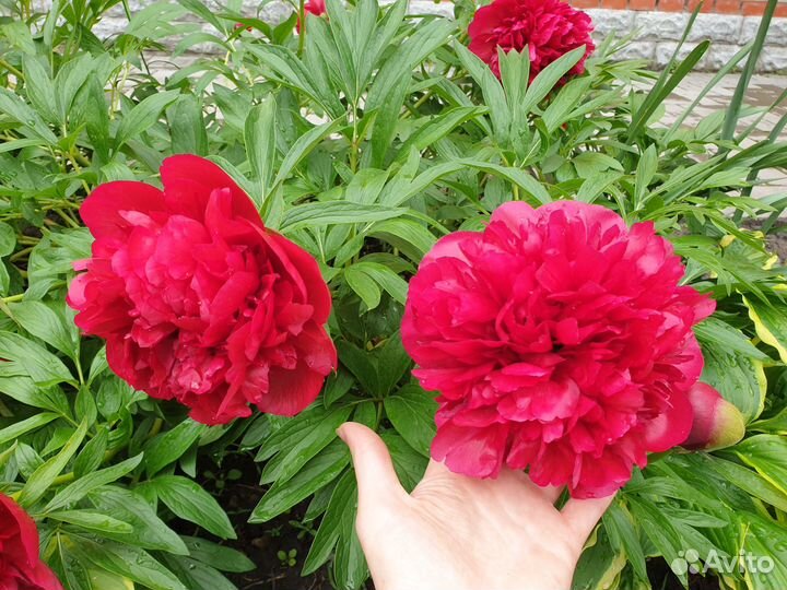 Пион ранний