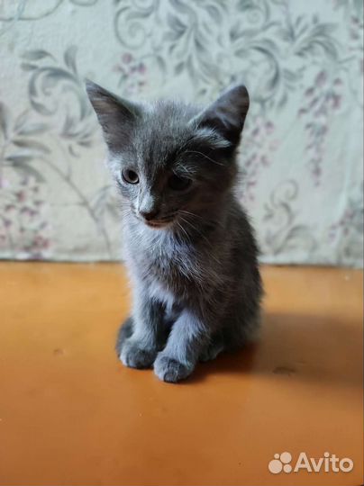 Кошки в добрые руки