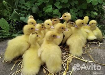 Продам утят