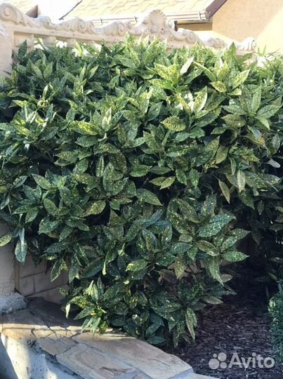 Аукуба японская