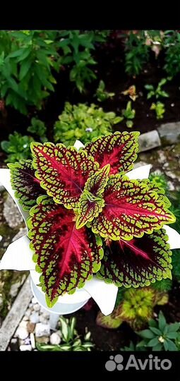 Колеусы сортовые