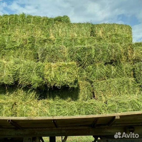 Сено в тюках