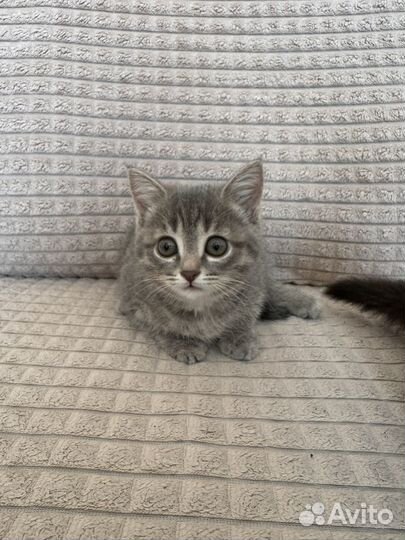 Котята в добрые руки бесплатно