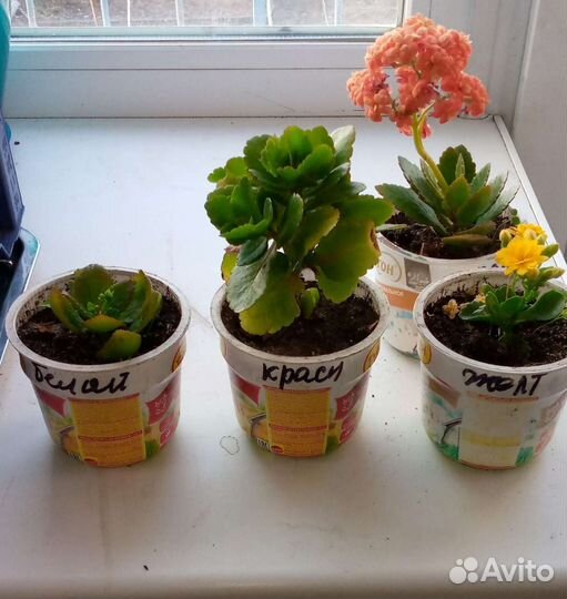 Комнатные цветы каланхоэ