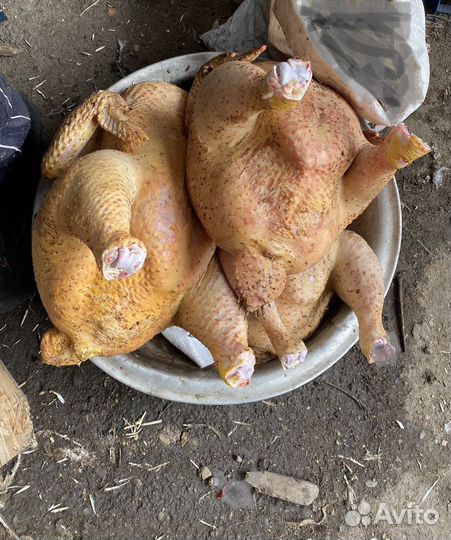 Бройлеры, цыплята, утка