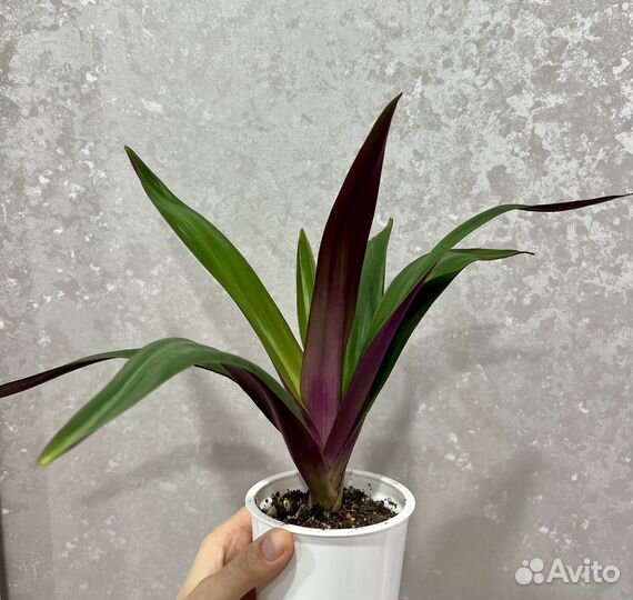 Традесканции