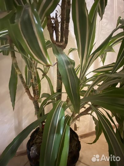 Драцена деремская